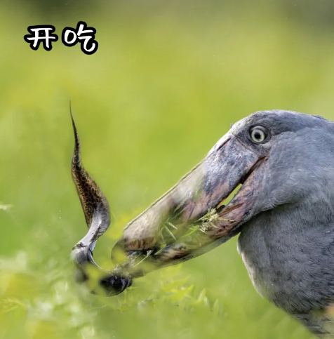 1743663239571870.png 3.png